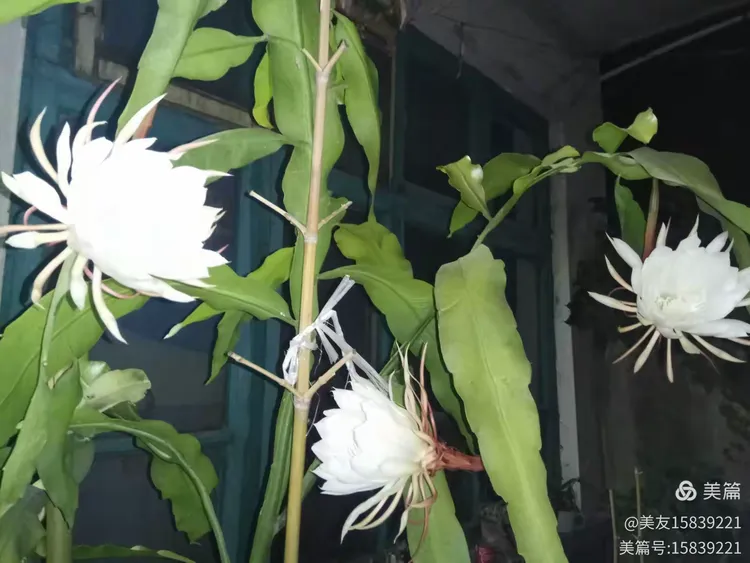 昙花语
